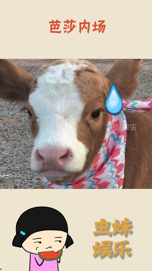 娱乐吃瓜酱雪貂,娱乐界的“雪貂酱”现象解析